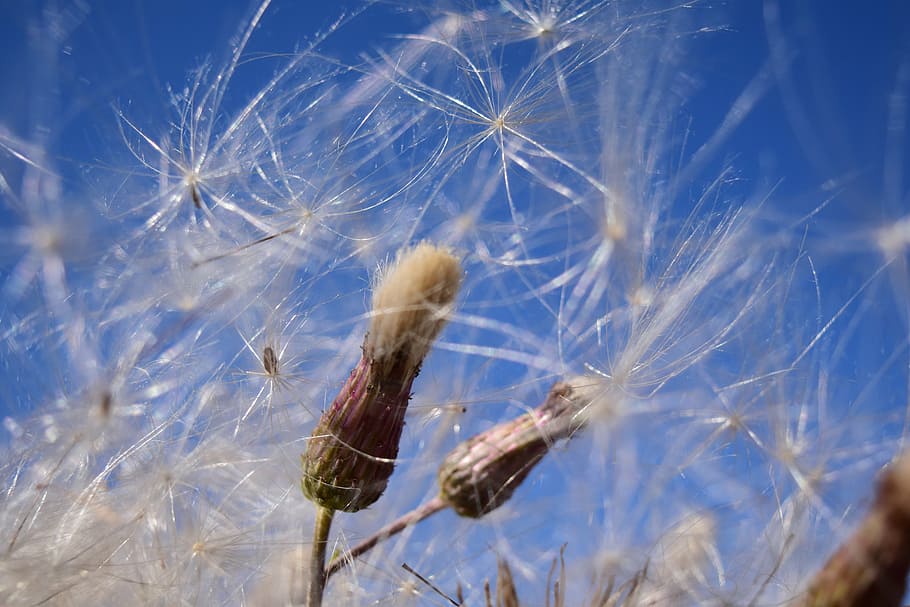 flyvende frø, vind, himmel, lethed, bud, flyve, blå, frø, tæt, multiplikation, natur, plante, sommer, tæt på, udendørs, skrøbelighed, ingen mennesker, dag, sårbarhed, skønhed i naturen, selektiv fokusering, mælkebøtte, dyr, dyreliv, dyre temaer, fokus på forgrunden, dyr i naturen, et dyr, vinter, blødhed, 5K