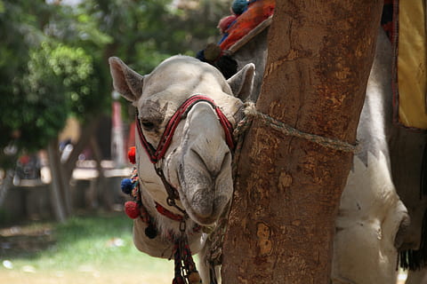 cairo, egypt, camel, egyptian, desert, animal themes, animal, mammal, domestic animals, domestic, one animal, pets, livestock, focus on foreground, vertebrate, bridle, working animal, animal wildlife, animal body part, close-up, no people, animal head, day, horse, nature, herbivorous, outdoors, animal mouth, animal nose, 5K, CC0, public domain, royalty free