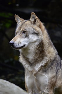 Loup, visage, fourrure, Fermer, sauvage, animal, prédateur, animal sauvage, canin, pack, un animal, thèmes animaux, mammifère, la faune des animaux, animaux à l'état sauvage, regardant, vertébré, personne, regarder ailleurs, se concentrer sur le premier plan, chien, animaux domestiques, national, journée, la nature, en plein air, tête d'animal, 4K, CC0, domaine public, libre de droits