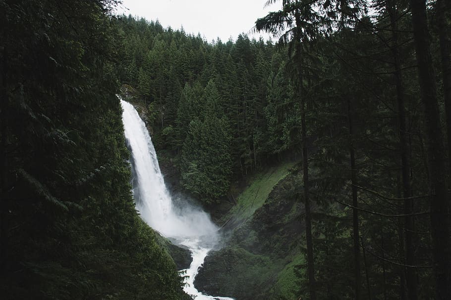 cascades, envoltat, arbres, mig, bosc, cascada, que flueix, verd, aigua, caure, goudarzi, Kash, composició, herba, estat unit, estat, Seattle, Washington, gris, arbre, planta, moviment, bellesa a la natura, escenics - natura, terra, naturalesa, aigua que flueix, escena no urbana, creixement, exposició llarga, moviment borrós, color verd, dia, cap gent, medi ambient, a l'aire lliure, poder a la natura, caient aigua, selva tropical, 5K