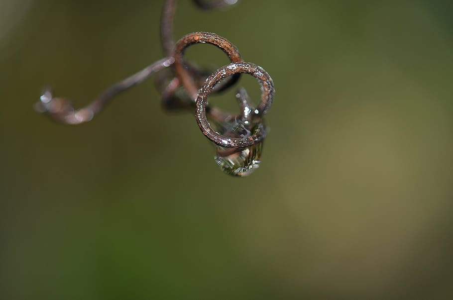 Wasser, fallen, Regen, Natur, Regentropfen, Wassertropfen, Makro, Nahansicht, keine Leute, positive Emotionen, Liebe, Herzform, Schmuck, hängend, kopieren sie platz, Emotion, Fokus auf den Vordergrund, Reflexion, drinnen, gestalten, Ranke, Pflanze, 4K