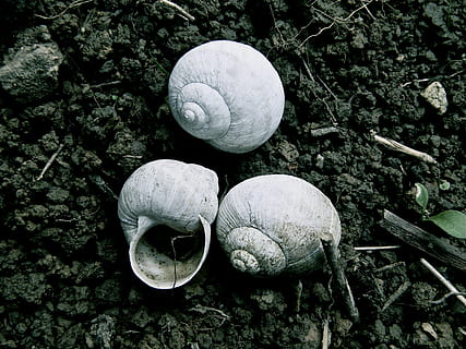 skal, snegle skaller, natur, snegl, tæt, snegl shell, spiralformet, makro, boliger, tom snegleskal, dyr, gået i stykker, krybdyr, have, sommer, tom, snegl pest, forlade, beskadiget, mos, muslingeskal, mollusk, land snegle, brun snegl, perlemor, død, bestået, stenhave, væsen, sindsro, Skov, struktur, ingen mennesker, dyreskal, dyreliv, tæt på, dag, høj vinkel visning, jord, dyr i naturen, dyre temaer, Mark, udendørs, solid, plante, klippe, hvirvelløse, gruppe af dyr, 4K, CC0, offentligt domæne, royaltyfrie