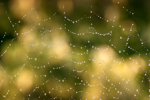 Nahansicht, Foto, Spinnennetz, Tautropfen, Netzwerk, Spinne, Regen, tropfen, Natur, fallen, Wasser, nass, Schönheit in der Natur, Fokus auf den Vordergrund, keine Leute, Komplexität, Verletzlichkeit, Zerbrechlichkeit, Tag, Tau, draußen, natürliches Muster, Muster, Regentropfen, konzentrisch, Reinheit, 5K, CC0, gemeinfrei, lizenzfrei
