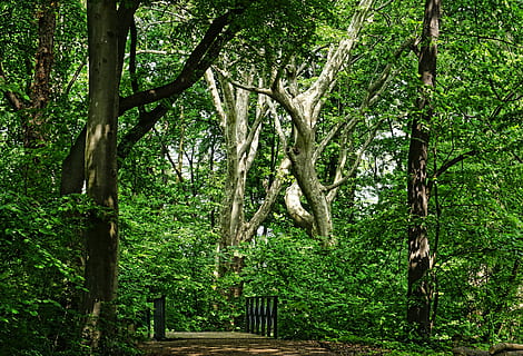 esvaziar, ponte, em torno da, arvores, floresta, parque, natureza, verde, árvore, plantar, crescimento, cor verde, tronco, tronco de árvore, terra, tranquilidade, beleza na natureza, ninguém, dia, cena tranquila, ramo, ao ar livre, folhagem exuberante, folhagem, scenics - natureza, floresta tropical, bambu - planta, 5K, CC0, domínio público, royalty free