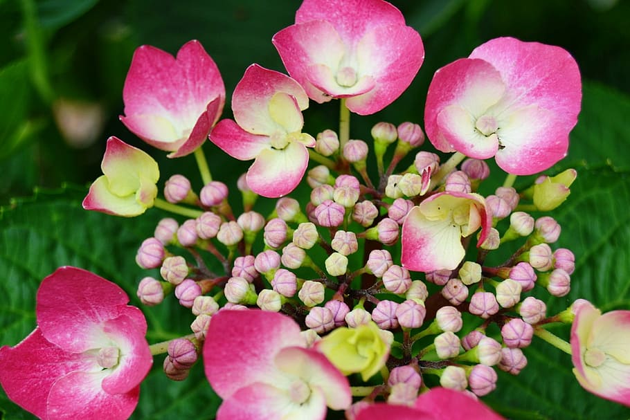 hortensia, blomst, knoppe, natur, forår, blomst, knop, have, blomstring, blomsterhave, lyserød farve, plante, ingen mennesker, kronblad, pæon, blomstrende plante, sårbarhed, skrøbelighed, friskhed, skønhed i naturen, vækst, tæt på, blomsterhoved, blomsterstand, dag, plante del, blad, udendørs, fokus på forgrunden, pollen, flok blomster, lilla, 1080P
