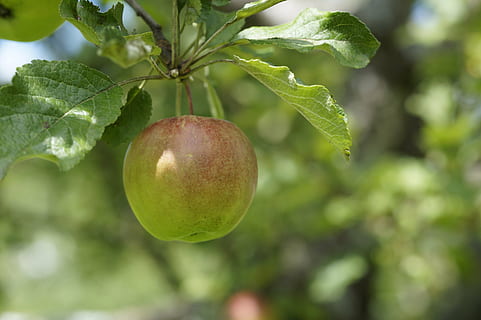 Apfel, abhängen, Baum, Obst, Grün, Apfelbaum, Natur, Pflanze, köstlich, Süss, gesund, frisch, Sommer-, Vitamine, Garten, Lebensmittel, reif, Landwirtschaft, Frische, Blatt, organisch, Obstgarten, Ast, gesundes Essen, grüne Farbe, Essen und Trinken, Wachstum, Wohlbefinden, Pflanzenteil, Nahansicht, Fokus auf den Vordergrund, Tag, keine Leute, draußen, Apfel - Frucht, Passionsfrucht, 5K, CC0, gemeinfrei, lizenzfrei