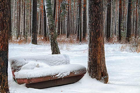vinter, sofa, skog, tre, trær, natur, trestammer, landskap, snø, vinter skog, nåletre, furu, fringe, trestamme, kaldtemperatur, land, anlegg, stamme, dag, skjønnhet i naturen, frossen, hvit farge, ikke-urbane scene, ingen folk, naturskjønnhet - natur, ro, rolig scene, utendørs, snowing, furutre, furuskog, 4K, CC0, offentlig domene, opphavsrett gratis