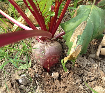 akar bit, bit, merah, sayur-mayur, sehat, tanah, tanah pertanian, taman, pertumbuhan, menanam, alam, bagian tanaman, tidak ada orang, hari, daun, merapatkan, warna hijau, kotoran, tampilan sudut tinggi, bidang, di luar rumah, tema binatang, satu binatang, keindahan di alam, hewan, berkebun, 2K, CC0, domain publik, bebas royalti