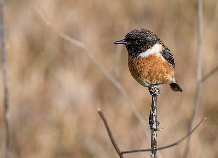 hnědý, Černá, pták, stojící, větev, ave, peří, zklamat, stonechat, ptáků, zvířat, křídla, strom, vrchol, Ptáček, fauna, Příroda, jednoho zvířete, zvířata ve volné přírodě, nikdo, zaměřit se na popředí, den, prohlížení, venku, obratlovců, detail, rostlina, pěvec, zimní, Černá barva, 2K, CC0, veřejná doména, bez autorských práv
