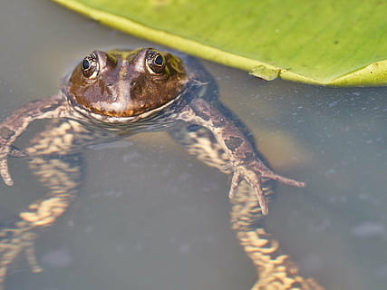 Frosch, Teich, Grün, Kröte, Wasser, Seerose, der sumpffrosch, Wassertier, grüner Frosch, hoch, König, Amphibie, Tier, süß, Frosch Teich, Wasserfrosch, Natur, Wasser Kreatur, Frösche, schließen, ein Tier, Tierwelt, Tierthemen, Tiere in freier Wildbahn, Wirbeltier, Tag, Nahansicht, keine Leute, selektiver Fokus, Tierkörperteil, Reptil, See, Schwimmen, Ufergegend, Tierkopf, draußen, Tierauge, Marine, 5K, CC0, gemeinfrei, lizenzfrei
