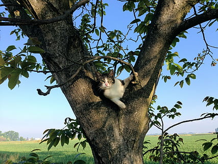 pisică, copac, campanie, alpinism, felin, un animal, animale sălbatice, animale în sălbăticie, animale tematice, ramură, zi, nici o persoana, animal, în aer liber, plantă, mamifer, animale vertebrate, natură, creştere, cer, vedere unghiulară joasă, trompă, trunchi de copac, Culoarea verde, animale domestice, 2K, CC0, domeniu public, fără drepturi de autor