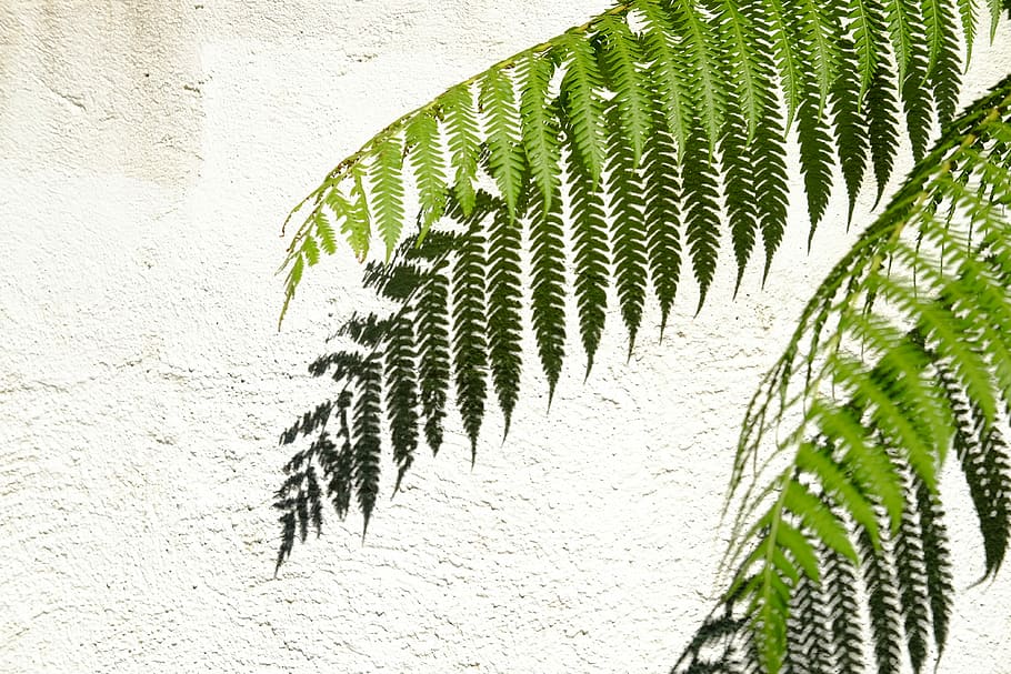 nærbilde, bilde, grønn, fern plante, grønt blad, blad, bregne, vegg, skygge, hvit, sprakk, palm, anlegg, plante del, grønn farge, veggbyggingsfunksjon, natur, dag, ingen folk, vekst, tre, utendørs, skjønnhet i naturen, arkitektur, bakgrunn, full ramme, gren, hvit farge, palmblad, 4K