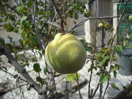 Obst, Garten, Obstbaum, Lebensmittel, gesundes Essen, Essen und Trinken, Pflanze, Frische, Baum, Wachstum, grüne Farbe, keine Leute, Fokus auf den Vordergrund, Wohlbefinden, Natur, Tag, Nahansicht, draußen, Ast, Blatt, Landwirtschaft, Pflanzenteil, reif, 1080P, CC0, gemeinfrei, lizenzfrei