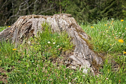 træstump, rod, gammel, Morsch, forvitret, natur, blomster, eng, et dyr, dyr i naturen, dyreliv, græs, dyre temaer, dag, plante, jord, grøn farve, træ, Mark, vækst, ingen mennesker, Skov, udendørs, ro, skønhed i naturen, bark, træ - materiale, fokus på forgrunden, træstamme, solid, 5K, CC0, offentligt domæne, royaltyfrie