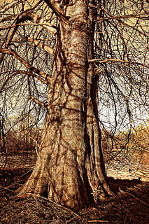 Baum, Kiefer, laubwechselnder Nadelbaum, Kofferraum, Borke, Ast, kahler Baum, Winter Baum, Riesenbaum, alter Baum, Park, Textur, Land, Baumstamm, Pflanze, Natur, Wald, keine Leute, Ruhe, Tag, Feld, Nicht-städtische Szene, Umgebung, draußen, Landschaft, Himmel, Fernbedienung, Schönheit in der Natur, tote Pflanze, trockenes Klima, 4K, CC0, gemeinfrei, lizenzfrei
