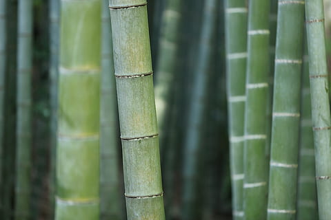 closeup, photography, bamboo plants, bamboo, forest, trunks, grass, plant, vegetation, macro, texture, pattern, nature, tree, zen, growth, bamboo - plant, bamboo grove, no people, green color, close-up, day, focus on foreground, beauty in nature, land, outdoors, tranquility, trunk, tree trunk, full frame, 5K, CC0, public domain, royalty free
