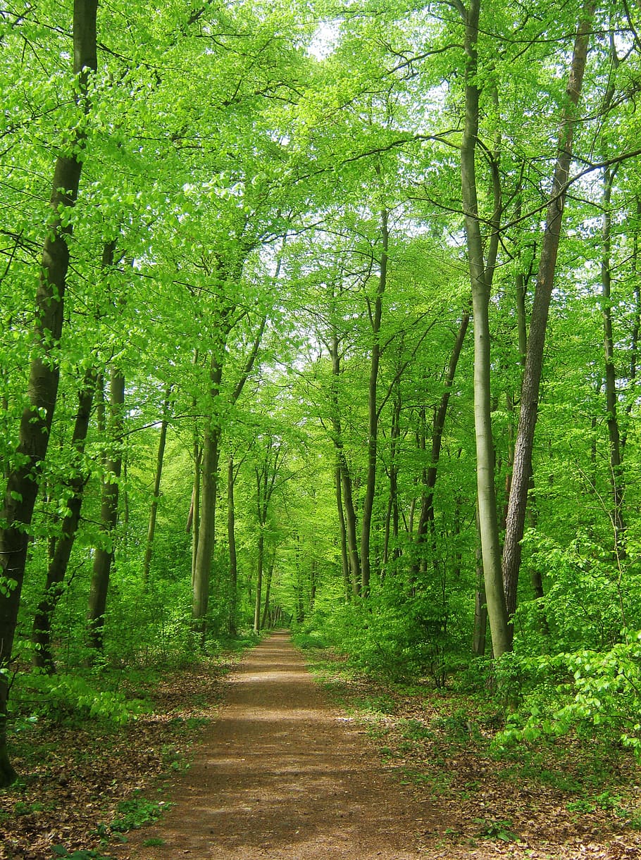 ruta, verd, arbres, bosc, naturalesa, fons, pot, licitació, lluny, passeig en bici, senderisme, recorregut amb bicicleta, camí forestal, arbre, planta, terra, tranquil·litat, direcció, bellesa a la natura, el camí a seguir, creixement, escena tranquil·la, color verd, sendera, dia, escenics - natura, cap gent, tronc, tronc de l'arbre, escena no urbana, perspectiva decreixent, a l'aire lliure, bambú - planta, treelined, 2K