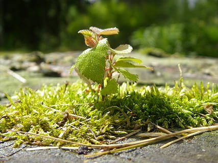 Seedling, Birch, Moss, Spring, Sapling, growth, nature, green color, plant, one animal, no people, close-up, day, selective focus, beauty in nature, outdoors, focus on foreground, animal, field, land, fragility, beginnings, representation, animal themes, sunlight, 2K, CC0, public domain, royalty free