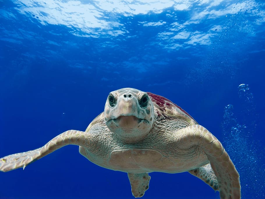 tortuga marró, tortuga babau, mar, oceà, aigua, sota l'aigua, rèptil, nedar, primer pla, macro, tortuga, animal, naturalesa, tortuga verda, tortuga marina, vida salvatge, blau, temes d'animals, fauna animal, animals a la natura, un animal, submarí, la vida marina, marí, vertebrats, cap gent, 1080P