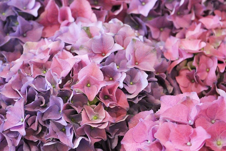 viola, rosa, ortensia, fiore, fiorire, grappolo, pianta, fioritura, petalo, natura, foglia, avvicinamento, sfondi, bellezza nella natura, colore rosa, pianta fiorita, fragilità, fotogramma intero, vulnerabilità, freschezza, nessuno, crescita, giorno, testa di fiore, infiorescenza, vista dall'alto, un mazzo di fiori, 5K