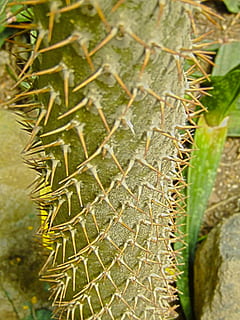 cactus, tija, tronc, espines, agut, espinós, macro, vegetació, planta, creixement, color verd, primer pla, dia, naturalesa, cap gent, bellesa a la natura, full, part de la planta, planta suculenta, centrar-se en primer pla, enfocament selectiu, patró natural, a l'aire lliure, espina, espigada, patró, picant, agulla - part de la planta, clima àrid, 1080P, CC0, domini públic, lliure de regalies