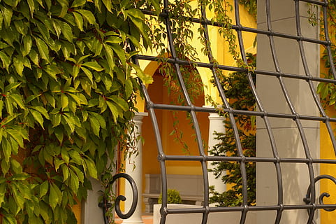 verde, plantas de vid, ventana de la parrilla, rallar, arquitectura, ventana, cuadrícula, rejas de ventana, hierro forjado, verschnörkelt, decorativo, redondeo, planta de hoja, Berankt, crecer, flora, planta, hojas, hoja, vid, trepador, hoja de vino, jardines del mundo, Berlina, jardín renacentista italiano, crecimiento, nadie, naturaleza, día, exterior del edificio, color verde, estructura construida, edificio, al aire libre, hiedra, parte de la planta, árbol, material de vidrio, metal, amarillo, planta en maceta, vivero de plantas, 2K, CC0, dominio público, libre de derechos