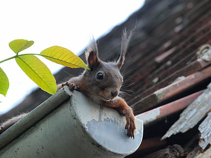 brown, rodent, gutter, squirrel, curious, nager, cute, funny, animal themes, animal, one animal, mammal, animal wildlife, nature, animals in the wild, day, tree, no people, close-up, vertebrate, plant part, plant, leaf, focus on foreground, animal body part, outdoors, branch, whisker, animal head, small, 2K, CC0, public domain, royalty free