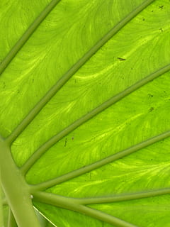 liść, duży, Zielony, przeświecający, liść słonia, liście strzałek, alokasie, alocasia, aronstab gewaechs, araceae, roślina ozdobna, tropikalny, alocasia odora, żyły liściowe, żyły, żeberka liściowe, rozerwać, zielony kolor, pełna ramka, tła, świeżość, żadnych ludzi, zbliżenie, warzywo, część rośliny, zdrowe odżywianie, naturalny wzór, jedzenie i picie, jedzenie, martwa natura, wzór, dobre samopoczucie, Natura, dzień, żyła liściowa, roślina, odchodzi, 4K, CC0, domena publiczna, darmowe zdjęcia