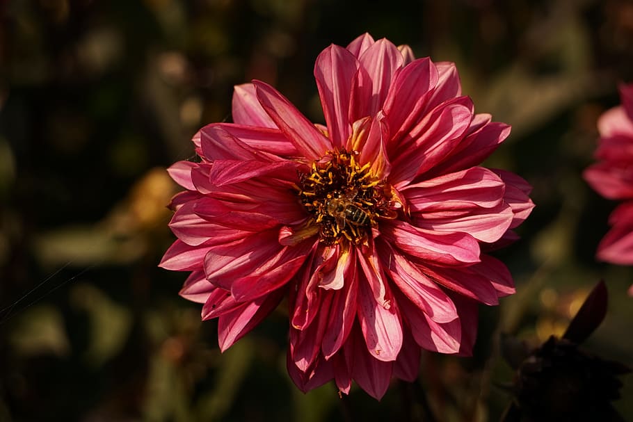 bi, hveps, blomstre, flor, insekt, tæt, indsamle nektar, blomst, blomstrende plante, kronblad, friskhed, plante, blomsterstand, skrøbelighed, blomsterhoved, skønhed i naturen, lyserød farve, sårbarhed, tæt på, fokus på forgrunden, vækst, natur, ingen mennesker, pollen, udendørs, dahlia, gazania, 4K
