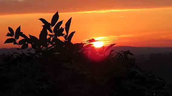 solnedgang, tusmørke, sol, skumring, himmel, horisont, mod lys, Eventide, silhuetter, træ, silhuet, orange farve, plante, skønhed i naturen, scenics - natur, natur, ro, miljø, landskab, ingen mennesker, rolig scene, jord, dramatisk himmel, sky - himmel, vækst, sollys, idyllisk, udendørs, romantisk himmel, 1080P, CC0, offentligt domæne, royaltyfrie