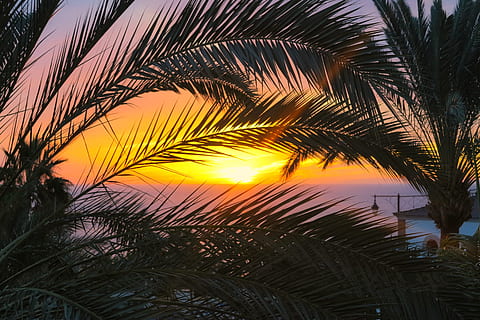 licht, zee, natuur, hemel, strand, wolken, kokosnoot, kokospalmen, oceaan, buitenshuis, palm, palmbomen, toevlucht, zeegezicht, kust, kust-, zon, zonsondergang, reizen, bomen, water, palmboom, tropisch klimaat, fabriek, boom, groei, schoonheid in de natuur, palmblad, kalmte, geen mensen, blad, scenics - natuur, rustige scène, zonlicht, deel van de plant, silhouet, kokosnoot palmboom, 4K, CC0, publiek domein, royaltyvrij