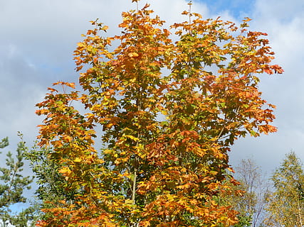 maple, árvore, cores, nuvem, outono, bordo, árvore, céu, jardim, natureza, Pinheiro, folha, ninguém, plantar, crescimento, beleza na natureza, mudança, visão de baixo ângulo, tranquilidade, dia, ramo, ao ar livre, nuvem - céu, parte da planta, cor laranja, amarelo, cena tranquila, 4K, CC0, domínio público, royalty free