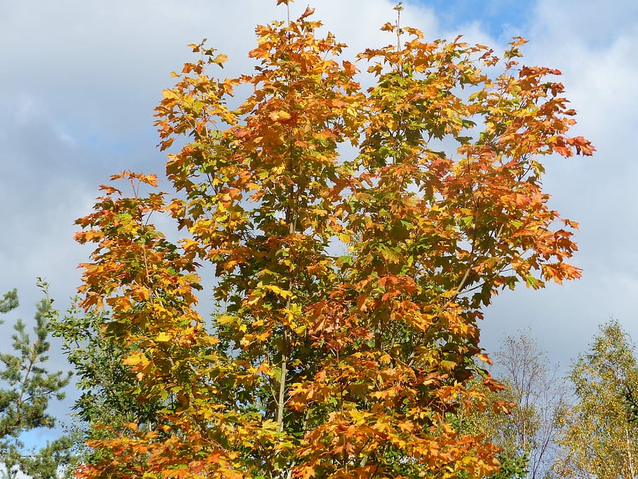 maple, árvore, cores, nuvem, outono, bordo, árvore, céu, jardim, natureza, Pinheiro, folha, ninguém, plantar, crescimento, beleza na natureza, mudança, visão de baixo ângulo, tranquilidade, dia, ramo, ao ar livre, nuvem - céu, parte da planta, cor laranja, amarelo, cena tranquila, 4K