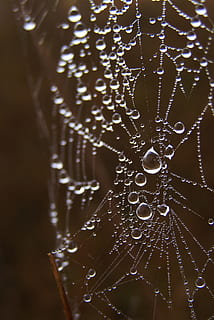 spinneweb, spinnenweb, druppels, rosa, spin, natuur, detailopname, geen mensen, breekbaarheid, laten vallen, kwetsbaarheid, patroon, focus op de voorgrond, volledig kader, selectieve aandacht, nat, achtergronden, water, binnenshuis, dag, metaal, detail-, dauw, regendruppel, 2K, CC0, publiek domein, royaltyvrij
