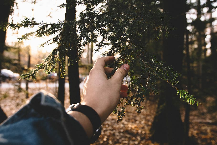 flach, fokus fotografie, Person, halten, Grün, Blätter, Farn-Pflanze, Hand, erreichen, Baum, Wald, menschliche Hand, menschliches Körperteil, eine Person, persönliche Perspektive, Pflanze, echte Menschen, Lebensstile, Natur, Land, Tag, Wachstum, nicht erkennbare Person, draußen, Freizeitbeschäftigung, Männer, Finger, 4K