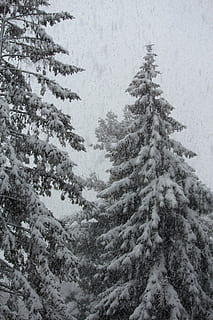 neige, pin, hiver, du froid, forêt, arbre, la nature, gel, blanc, paysage, pins, de plein air, Météo, arbres d'hiver, Blanc comme neige, température froide, plante, conifère, beauté dans la nature, journée, personne, terre, croissance, couvrant, tranquillité, pinaceae, congelé, scène non urbaine, en plein air, sapin, arbre à feuilles persistantes, des bois, conditions météorologiques extrêmes, il neige, pinède, blizzard, 5K, CC0, domaine public, libre de droits