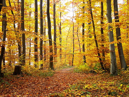 árvores na floresta, floresta, outono, arvores, natureza, longe, árvore, folha, amarelo, ao ar livre, temporada, ouro colorido, cor laranja, luz solar, panorama, beleza na natureza, multi colorido, park - homem fez espaço, Outubro, scenics, cor vibrante, mudança, plantar, terra, tranquilidade, parte da planta, crescimento, dia, tronco, scenics - natureza, tronco de árvore, cena não urbana, ninguém, coleção de outono, sai, condição natural, 4K, CC0, domínio público, royalty free