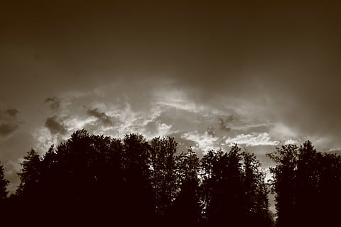 Bos, dreigend, wolken, landschap, hemel, natuur, natuurlijk spektakel, bomen, silhouet, boom, fabriek, wolk - lucht, schoonheid in de natuur, geen mensen, scenics - natuur, buitenshuis, groei, donker, kalmte, niet-stedelijke scène, storm, dag, dramatische hemel, kruin, onheilspellend, 2K, CC0, publiek domein, royaltyvrij