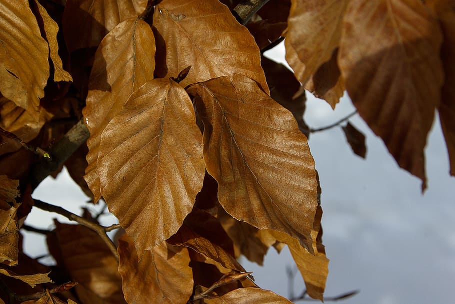 fulles, hivern, fulla morta, arbre, full, tardor, naturalesa, temporada, groc, a l'aire lliure, planta, primer pla, bosc, imatge en color, bellesa a la natura, cap gent, dia, part de la planta, canvi, sec, vulnerabilitat, color taronja, fragilitat, vena de la fulla, marró, centrar-se en primer pla, fulla d'auró, condició natural, col·lecció de tardor, 4K