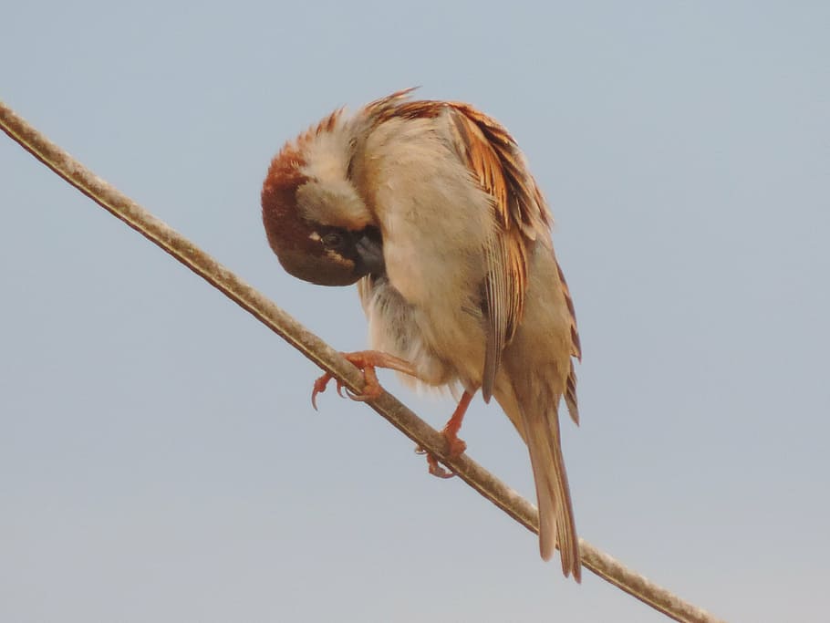pardal, ocell, cable lleuger, temes d'animals, animal, un animal, vertebrats, fauna animal, animals a la natura, cel, posat, branca, naturalesa, cap gent, vista d’angle baix, cel clar, arbre, planta, dia, a l'aire lliure, pal - part de la planta, 4K