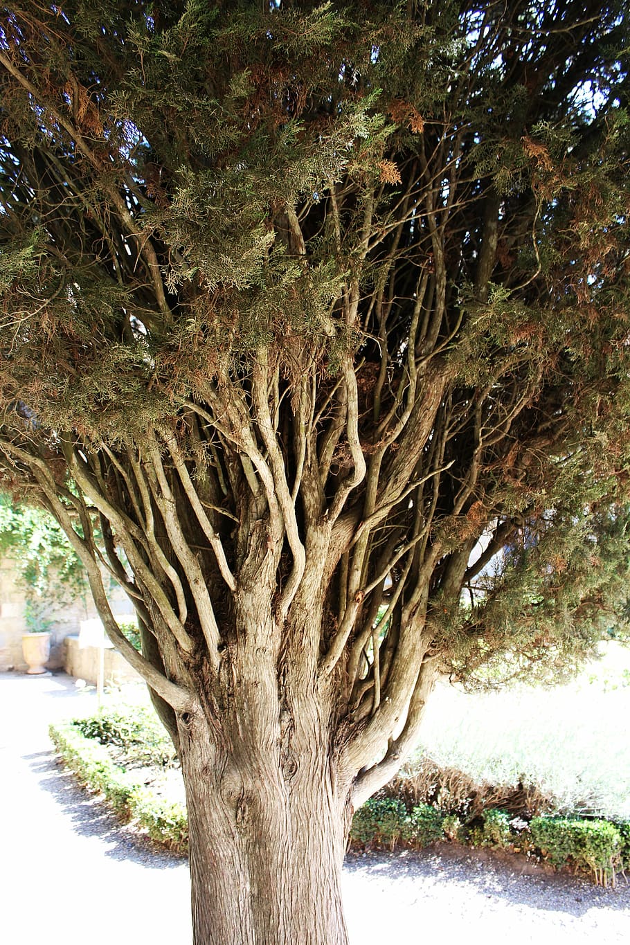 pi, arbre, conífera, branca, arbre de coníferes, macro, verd, naturalesa, espines, tronc, planta, tronc de l'arbre, creixement, cap gent, dia, tranquil·litat, a l'aire lliure, bellesa a la natura, terra, camp, color verd, escena tranquil·la, escenics - natura, primer pla, aigua, bosc, 5K