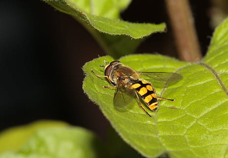 hoverfly, insectă, aripă, compus, natură, animal, a închide, macro, frunze, vară, Culoarea verde, animale tematice, nevertebrat, animale în sălbăticie, animale sălbatice, un animal, parte a plantelor, plantă, creştere, nici o persoana, selectiv, în aer liber, zi, artropod, să se concentreze asupra primelor elemente, 1080P, CC0, domeniu public, fără drepturi de autor