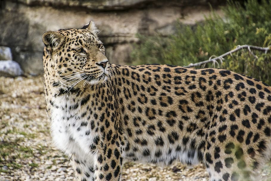 lleopard persa, retrat, lleopard, tancar, vista, cara, fons de pantalla, elegant, expressió, atenció, mieze, món animal, gat, vida salvatge, gat no domesticat, animal, animals a la natura, naturalesa, gat gran, carnívor, Àfrica, mamífer, felí, animals de safari, Espècies en perill d'extinció, tacat, perill, àrea salvatge, gran, pell, caça d’animals, majestuós, un animal, fauna animal, temes d'animals, dia, cap gent, centrar-se en primer pla, vertebrats, mirant, mirant cap a fora, carnivora, a l'aire lliure, guepard, bigotis, 5K