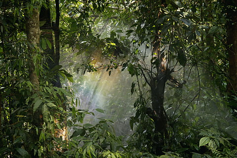 paisaje, naturaleza, bosque, arboles, ramas, ambiente, follaje, verdor, crecimiento, hojas, al aire libre, plantas, arco iris, luz del sol, desierto, planta, árbol, color verde, tierra, belleza en la naturaleza, hoja, parte de la planta, nadie, agua, día, tranquilidad, paisajes - naturaleza, exuberante follaje, selva, agua que fluye, 5K, CC0, dominio público, libre de derechos