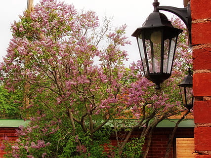 linterna, lila, primavera, pared, planta, floración, equipo de iluminación, crecimiento, árbol, planta floreciendo, flor, naturaleza, arquitectura, color rosa, luz de la calle, estructura construida, nadie, frescura, exterior del edificio, belleza en la naturaleza, día, al aire libre, fragilidad, vista de ángulo bajo, lámpara eléctrica, púrpura, flor de cerezo, 2K, CC0, dominio público, libre de derechos