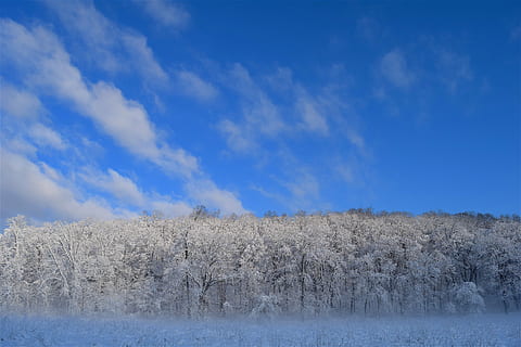 snow, trees, winter, cold, frost, nature, white, season, covered, ice, landscape, frozen, forest, natural, outdoor, blue, sky, clouds, sunlight, colorful, scenic, cold temperature, cloud - sky, environment, plant, tranquility, scenics - nature, beauty in nature, tranquil scene, no people, land, field, non-urban scene, outdoors, 4K, CC0, public domain, royalty free