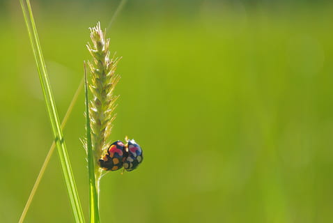 rice, ladybug, mating, close-up, green, insect, madagascar, animal, macro, nature, bug, fauna, beetle, entomology, small, wildlife, invertebrate, animal themes, animal wildlife, animals in the wild, plant, one animal, focus on foreground, day, no people, beauty in nature, green color, outdoors, plant stem, selective focus, 2K, CC0, public domain, royalty free
