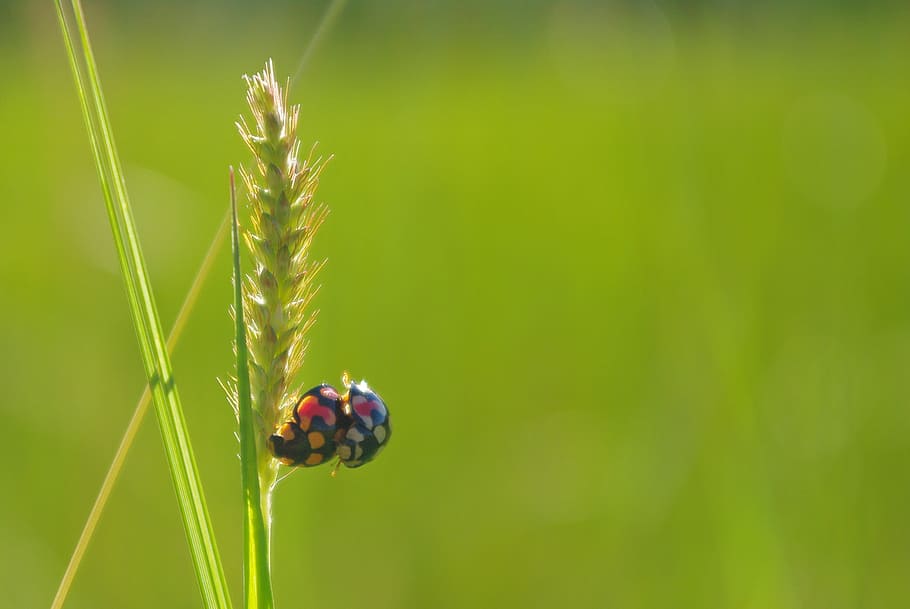 ris, mariehøne, parring, tæt på, grøn, insekt, madagaskar, dyr, makro, natur, fauna, bille, entomologi, lille, dyreliv, hvirvelløse, dyre temaer, dyr i naturen, plante, et dyr, fokus på forgrunden, dag, ingen mennesker, skønhed i naturen, grøn farve, udendørs, plantestamme, selektiv fokusering, 2K
