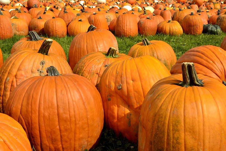 zucca, autunno, raccogliere, schiacciare, ottobre, ringraziamento, arancia, verdura, Halloween, colore arancione, agricoltura, stagione, natura, raccolto, azienda agricola, immagine a colori, raccolta, cibo, cibo e bevande, campo, grande gruppo di oggetti, mangiare sano, pianta, freschezza, terra, celebrazione, nessuno, giorno, benessere, abbondanza, all'aperto, maturo, 4K