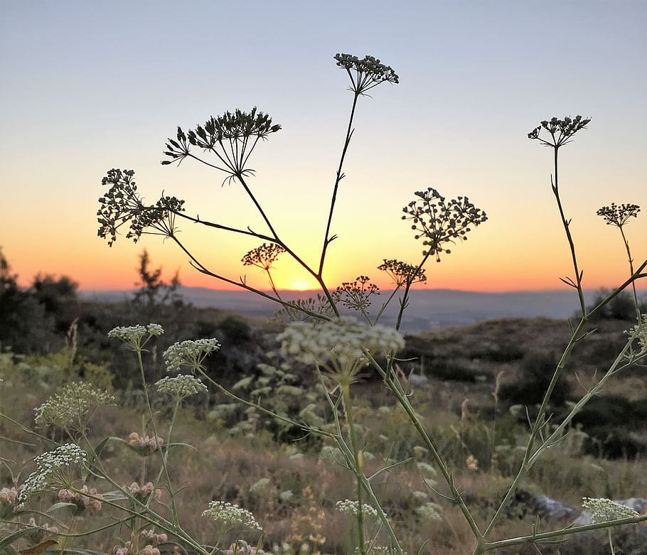 posta de sol, coucher de soleil, planta, creixement, bellesa a la natura, cel, naturalesa, tranquil·litat, camp, terra, planta amb flors, cap gent, escena tranquil·la, flor, escenics - natura, centrar-se en primer pla, paisatge, medi ambient, fragilitat, vulnerabilitat, a l'aire lliure, 2K